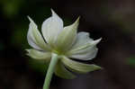 Tall thimbleweed